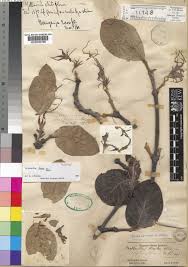 Image result for Strophanthus kombe