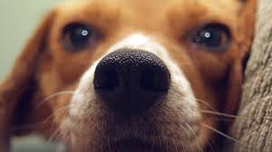 Best 1920x1080 laptop wallpaper, full hd, hdtv, fhd, 1080p desktop background for any computer, laptop, tablet and phone category: Wallpaper For Desktop Laptop Ne89 Cute Dog Animal Face
