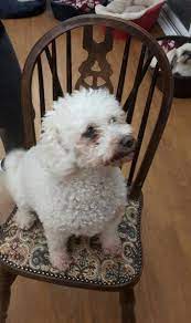 We did not find results for: Bolognese Puppies For Sale California Street Ca 262042