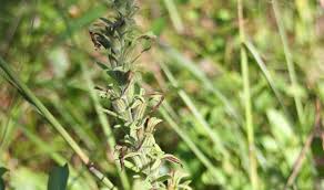 Image result for Lepidagathis eriocephala