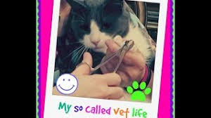 Some cases are congenital—the nail is just too large for the toe. How To Fix Ingrown Cat Nails Importance Of Trims Veterinarian Tip Youtube