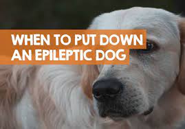 When To Put Down A Dog With Epilepsy Know The Right Time
