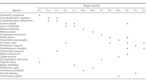 Image result for Strombosiopsis tetrandra