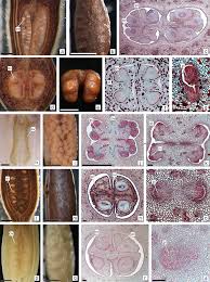 Image result for Rutidea fuscescens