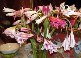 Image result for Crinum harmsii