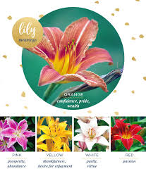 Check spelling or type a new query. Lily Meaning And Symbolism Ftd Com