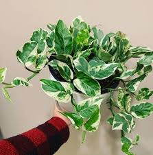 5 sizes available, ranging from 35cm wide to 50cm wide. Pin On Plants