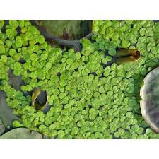 Image result for Spirodela polyrrhiza