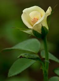Tu Belleza Me Llena Mi Ser Infinita Beautiful Flowers Fragrant Flowers Rose Buds