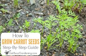 How to grow carrots at home sow carrot seed sparingly in drills in prepared soil from march to june. Planting Carrot Seeds Tips For Growing Carrots From Seed
