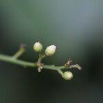 Image result for Sorindeia juglandifolia