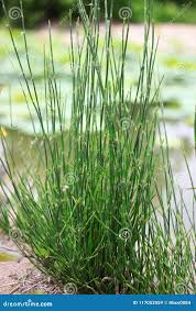 Image result for Equisetum ramosissimum