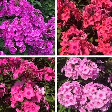 Check spelling or type a new query. Perennials With Presence Nature S Perspective Landscaping