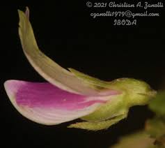 Image result for Galactia striata