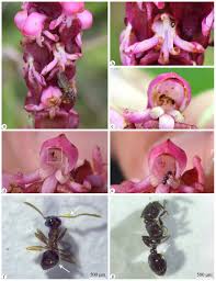 Image result for Satyrium macrophyllum
