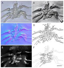 Image result for Pycnosphaera