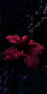 Pink and black flowers wallpaper. Amoled Black Flowers Wallpapers Wallpaper Cave