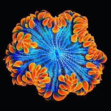 My Blue Orange World Blue Orange World Sea Coral Sea Life Sea Creatures