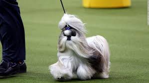 Gchp ch stone run afternoon tea. Westminster Dog Show S Best In Show Award Goes To Siba A Standard Poodle Cnn