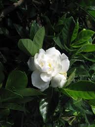 Maybe you would like to learn more about one of these? Amazon Com Everblooming Gardenia Jasminoides Veitchii 10 Live Plants Beautiful Fragrant Blooming Shrub Garden Outdoor