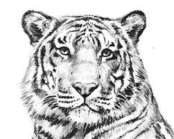 Today we have got free printable tiger coloring pages for our wildlife lovers. Pin On Stencils