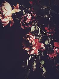 High Res Pic For Wallpaper Dark Flowers Flower Aesthetic Flowers Photography