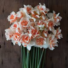 Narcissus Replete Narcissus Narcissus Flower Flower Farm