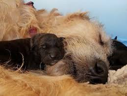 On wuuff all the puppies for sale are raised by experienced breeders who are focused on the three pillars of quality, health and love for their dogs. Mt Carmel Irish Wolfhound Litters