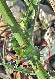 Image result for Sonchus schweinfurthii