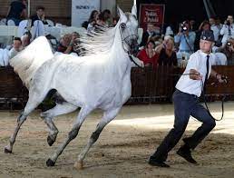 Poland S Purebred Arabian Horses Gallop Into Election Race Politico