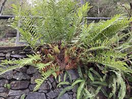 Image result for Drynaria