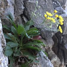 Image result for Crepis urundica