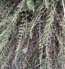 Image result for Panicum hymeniochilum