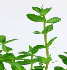 Image result for Bacopa