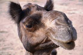 I love lamb kidneys, wonder if you. How Can You Make The Camel State Animal Without Asking Your Livestock Keepers How To Protect It Animal Cultures