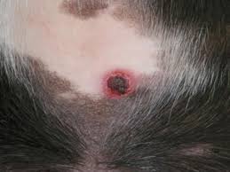 If you're petting your pooch and immediately notice a bump where there wasn't one before, you'll definitely want to investigate more closely. Raised Scab On Dog S Stomach Organic Pet Digest