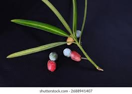 Image result for Podocarpaceae