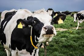 And at the center of it all, lakeland offers our signature easy catch line of products, our cattle handling solution that'll help streamline your cattle. Qatari Firm To Import German And Australian Cows Amid Blockade Crisis