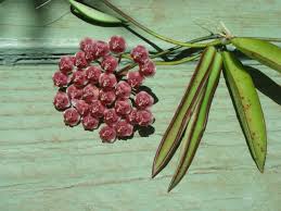 Catalog Its natural habitats are subtropical or tropical dry forests and subtropical or tropical dry shrubland. catalog