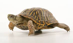 Some are very friendly and personable, which make it's very important to do your research before getting a pet turtle or tortoise as they are big commitments. Box Turtle Pet Tips Aztec Animal Clinic Albuquerque Nm