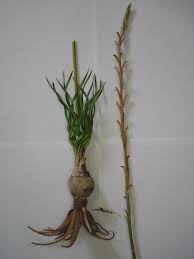 Image result for Aloe ribauensis