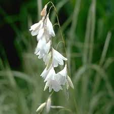 Image result for Dierama densiflorum