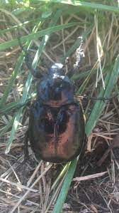 The title of heaviest insect in the world has many rivals, the most frequently crowned of which is the larval stage of the goliath beetle. The Is The Biggest Bug I Ve Ever Seen In Ne Ohio About 2 In Length Can Anyone Indentify It Cleveland