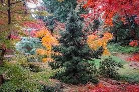 We did not find results for: Dwarf Trees For Zone 7 Plantingtree