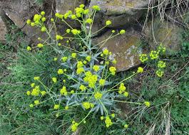 Brit care puppy lamb & rice. Boryt Barvirsky Isatis Tinctoria Kvety Kvetenstvi Flora Cs Com