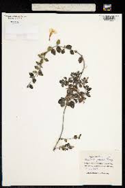 Image result for Ruellia patula