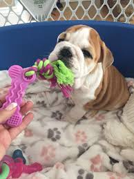 Scott Thank You Again For Your Kindness And Most Of All This Beautiful Baby Girl Www Suburbanbullies Com Bulldog Puppies English Bulldog Bulldog