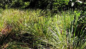 Where to plant, best containers & location. How To Harvest Lemongrass Hobby Farms