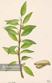Image result for Santalaceae
