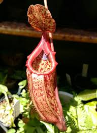 ウツボカズラの育て方 植え付けや植え替えの時期は 増やし方は Greensnap グリーンスナップ